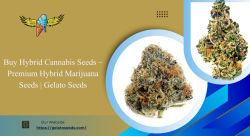 Hybrid Cannabis Seeds