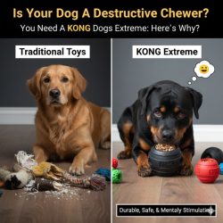 kongs dogs